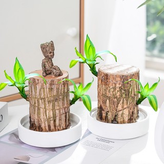 Đĩa nhựa lót chậu cây - khay lót chậu cây cảnh đẹp