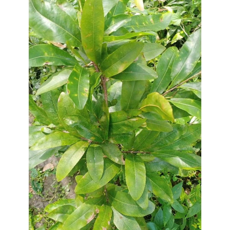 Mai cúc thọ hương chậu cây 40-90cm