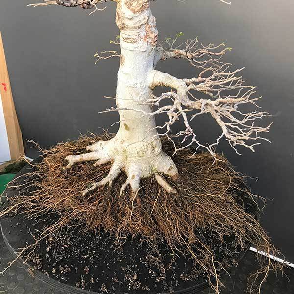 Phân chì Nhật Bản Hi-control  - Hàng chính hãng- tan liều lượng có kiểm soát - không lo cháy rễ