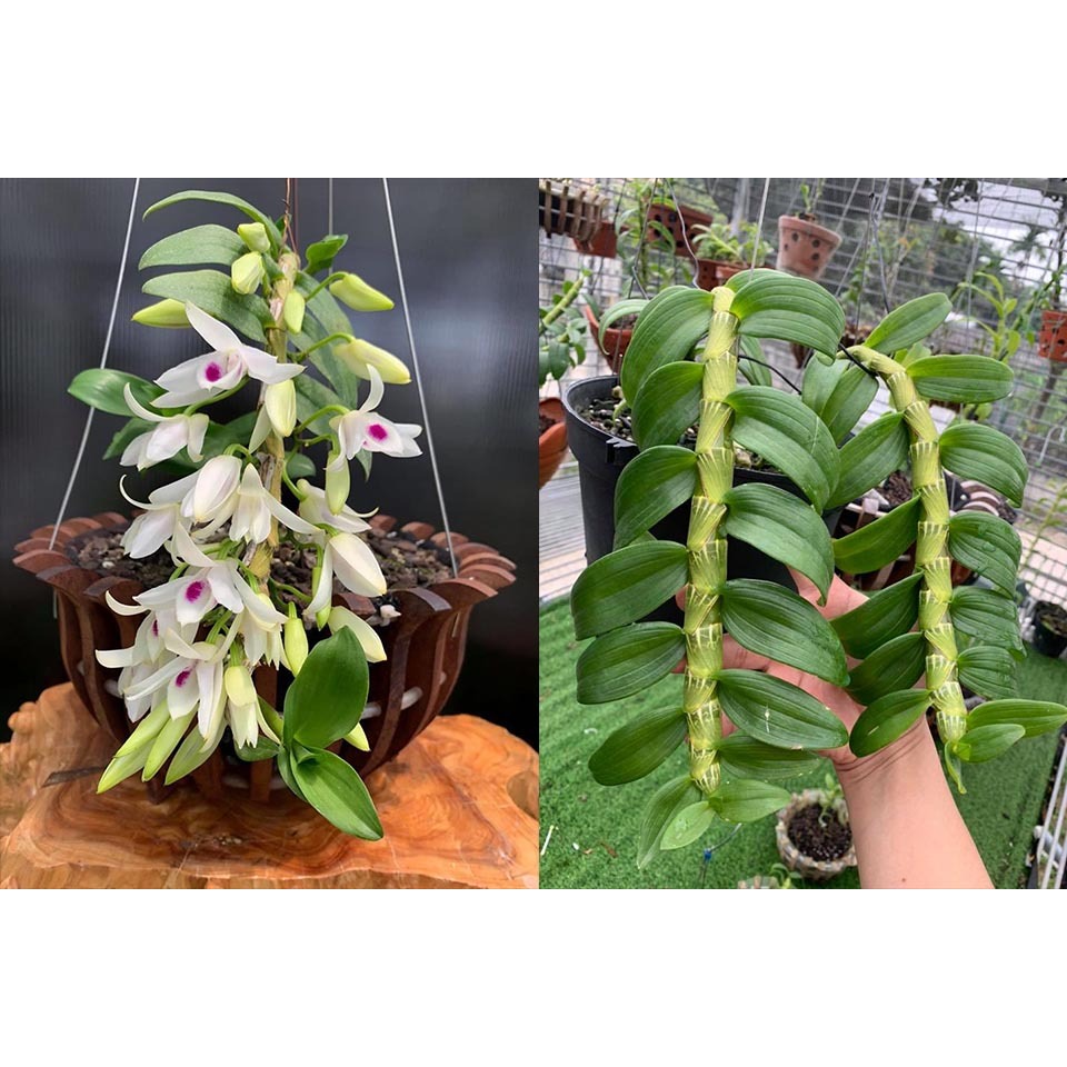 Phân chì Nhật Bản Hi-control  - Hàng chính hãng- tan liều lượng có kiểm soát - không lo cháy rễ