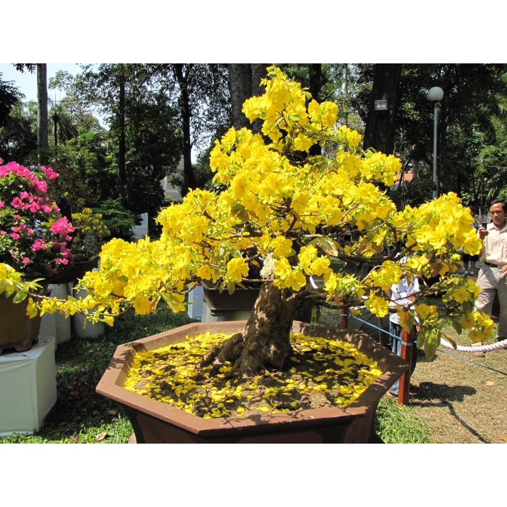 Phân chì Nhật Bản Hi-control  - Hàng chính hãng- tan liều lượng có kiểm soát - không lo cháy rễ