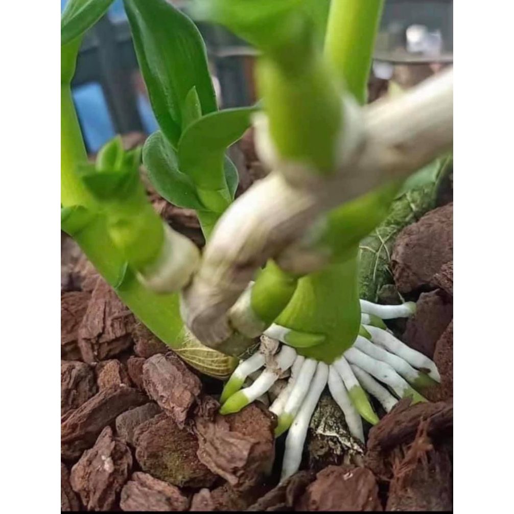 Phân chì Nhật Bản Hi-control  - Hàng chính hãng- tan liều lượng có kiểm soát - không lo cháy rễ