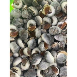 HOẢ TỐC - 1KG ỐC MỠ