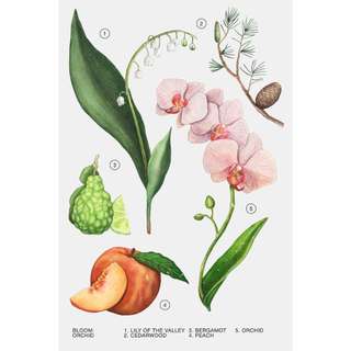 Nước hoa nữ ZARA ORCHID EDP 90 ML (3.4 FL. OZ).