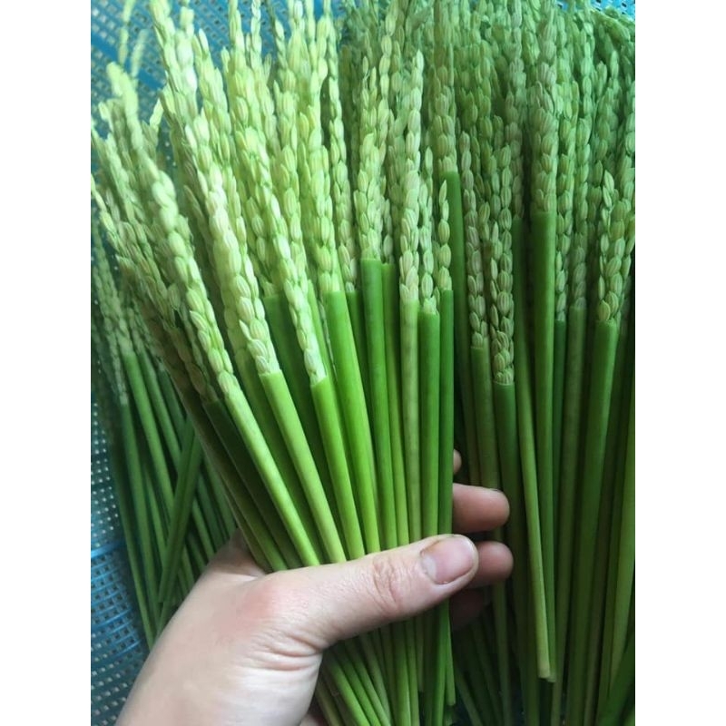 Đòng Đòng nếp Điện Biên 1kg hút chân không