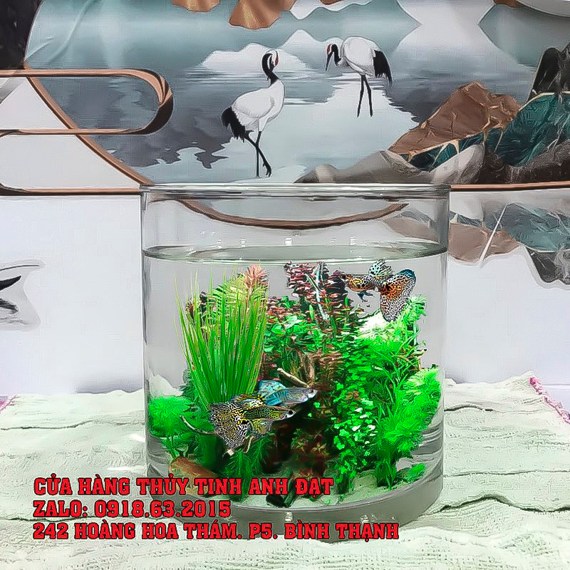 Chậu thủy tinh trang trí, chậu thủy tinh trồng cây thủy sinh, bể cá mini để bàn trụ D15 X H20