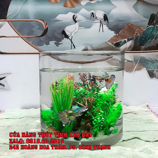 Chậu thủy tinh trang trí, chậu thủy tinh trồng cây thủy sinh, bể cá mini để bàn trụ D15 X H20