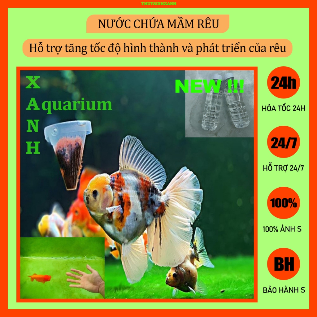 Nước chứa mầm rêu, kích rêu hồ cá cảnh