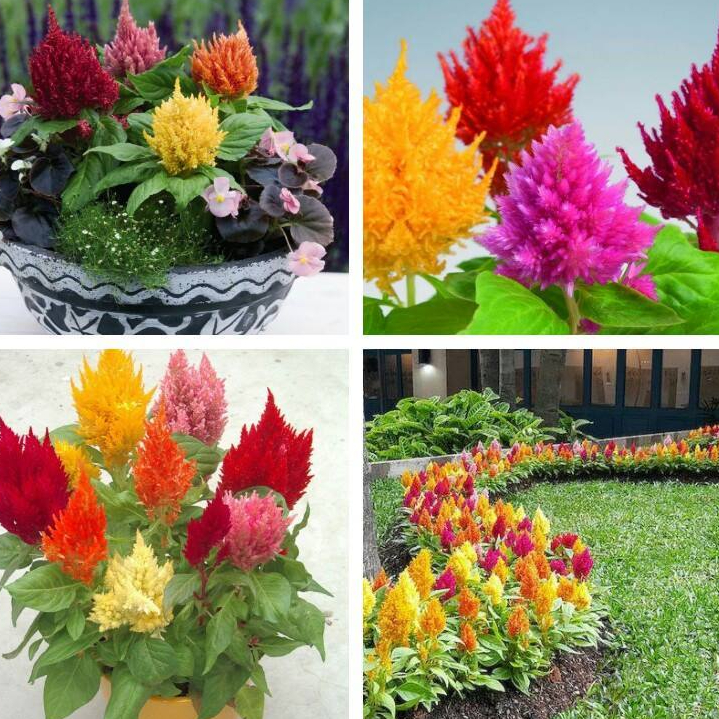 Hạt giống hoa mồng gà lửa nhiều màu f1-  gói 50 hạt-tặng kèm gói phân bón lót