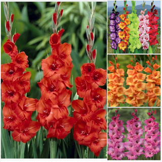 Bộ 20 củ hoa lay ơn nhiều màu