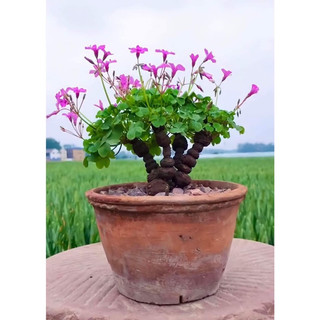 Củ giống cây cỏ ba lá (oxaliss- me đất bonsai) dễ trồng