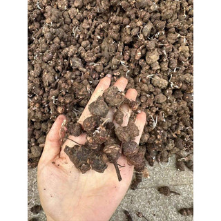 Củ giống cây cỏ ba lá (oxaliss- me đất bonsai) dễ trồng