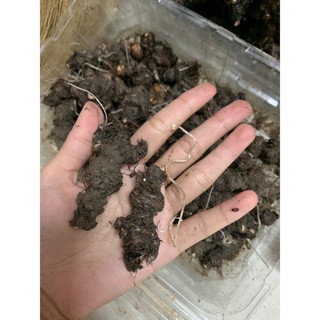 Củ giống cây cỏ ba lá (oxaliss- me đất bonsai) dễ trồng