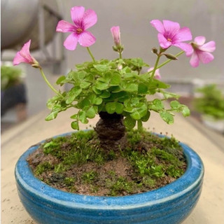 Củ giống cây cỏ ba lá (oxaliss- me đất bonsai) dễ trồng