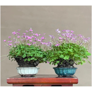 Củ giống cây cỏ ba lá (oxaliss- me đất bonsai) dễ trồng