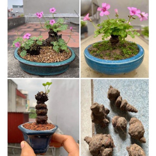 Củ giống cây cỏ ba lá dễ trồng