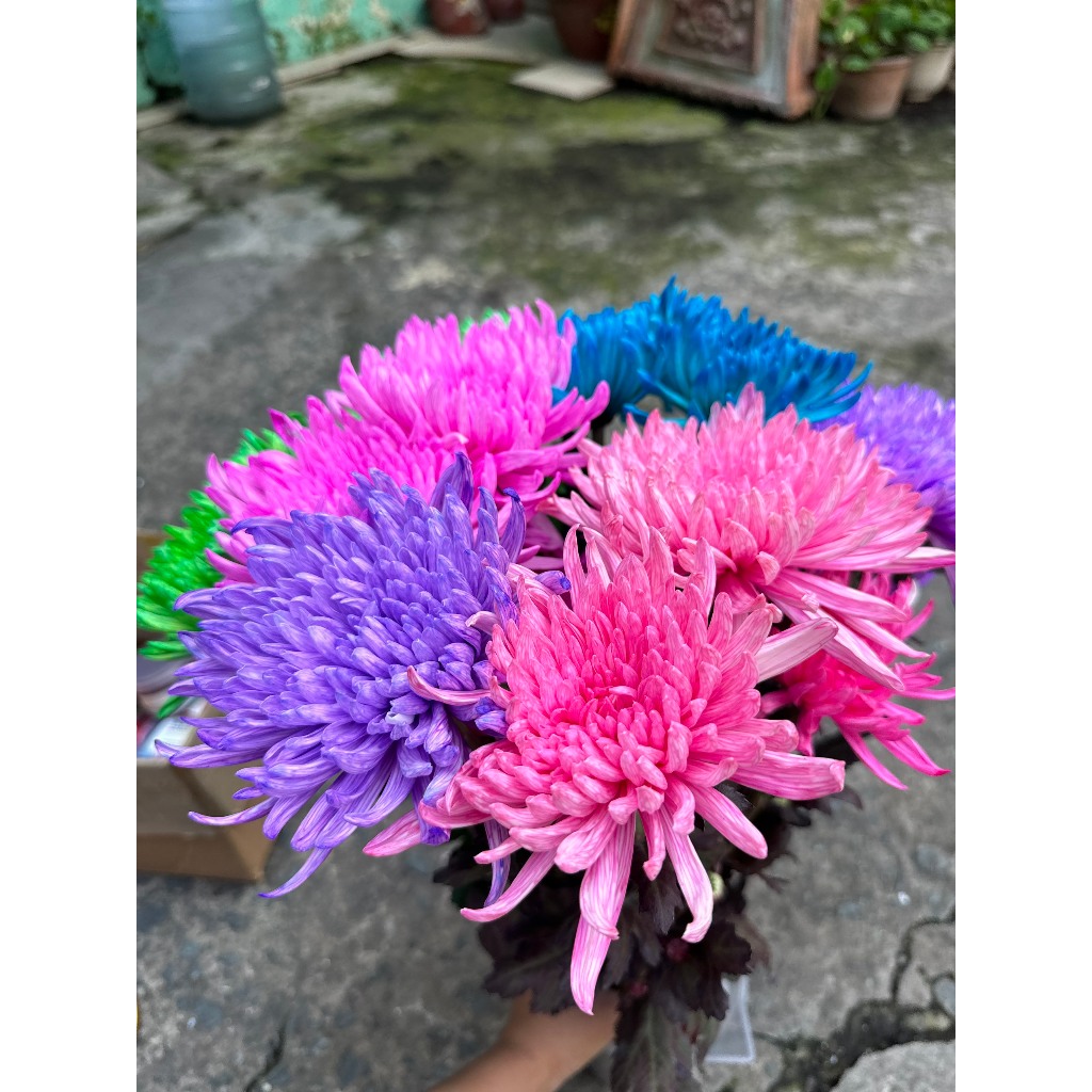 Bột nhuộm hoa tươi 2K hủ 100gram pha 10 -12L nước, thuốc nhuộm chuyên cho mọi loại hoa, màu nhuộm hoa, bột chuyên nhuộm