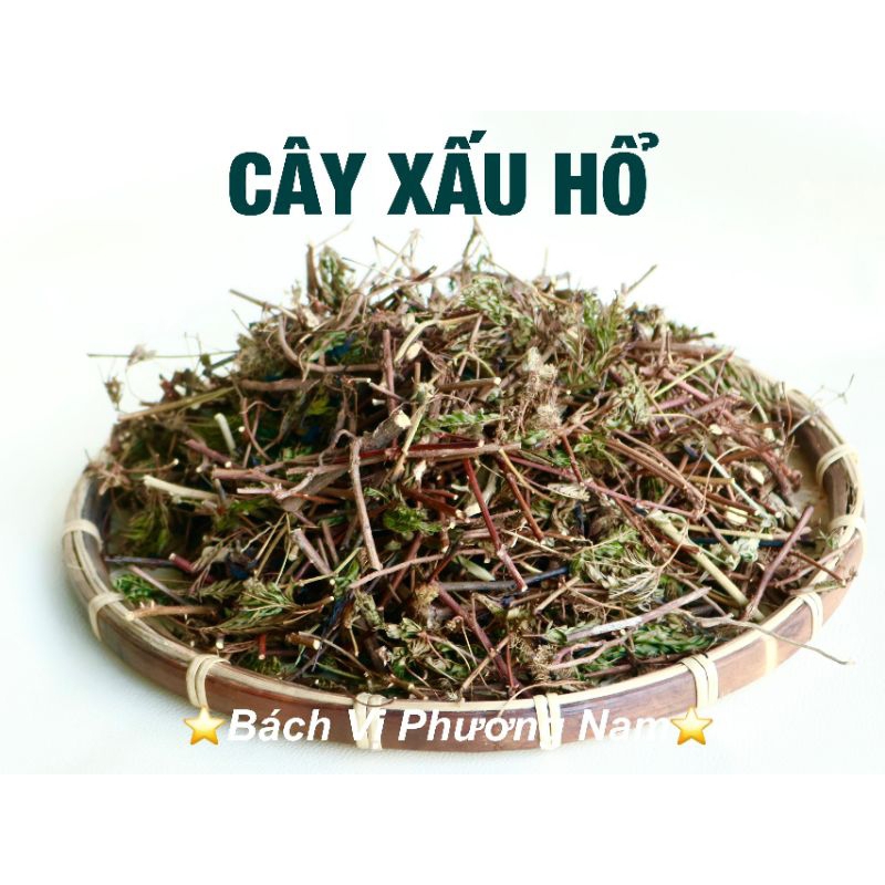 Cây Xấu Hổ Khô  1Kg - Bách Vị Phương Nam