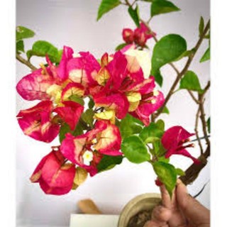 Cây giống hoa giấy đổi màu ấn Độ cao 30_40 cm