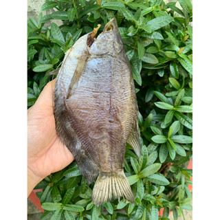 500gram Khô cá sặc bổi size 12 con 1kg (phơi 3.5 năng) - Đặc sản Cà Mau