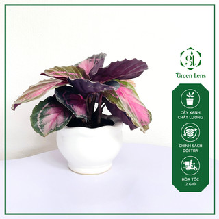 Cây đuôi công tím green lens cây cảnh, cây để bàn ưa mát.