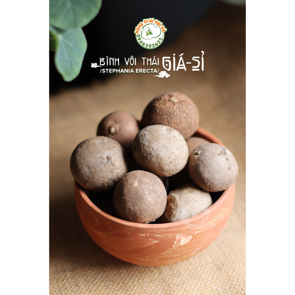 [Combo 5 CỦ GIÁ SỈ] BÌNH VÔI THÁI LAN loại Stephania ERECTA - Tặng đất trộn đầy đủ dinh dưỡng.