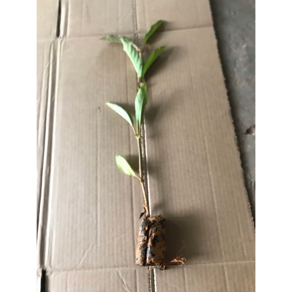 Cây ổi tím Malaysia - cây ăn quả