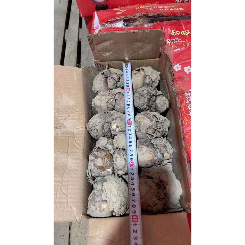 Củ thủy tiên nước