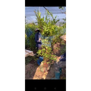 Nho gỗ tứ quý lá lớn đang cho hoa