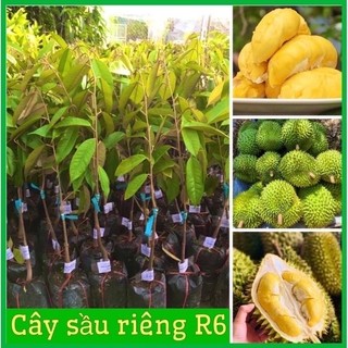CÂY GIỐNG SẦU RIÊNG RI 6 CÂY LỚN CAO 80-1M