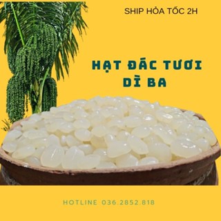 Hạt đác tươi Nha Trang size trung lớn dẻo ngon