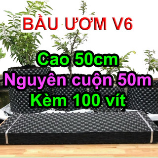 Cuộn 50m bầu ươm cây v6 cao 50cm