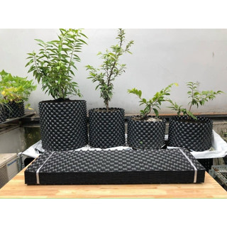 Cuộn 50m Bầu ươm cây V6 cao 50cm (tặng kèm 100 vít)