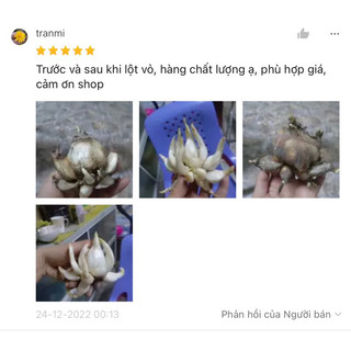 Củ thủy tiên nước(củ mẹ già sezi đại)