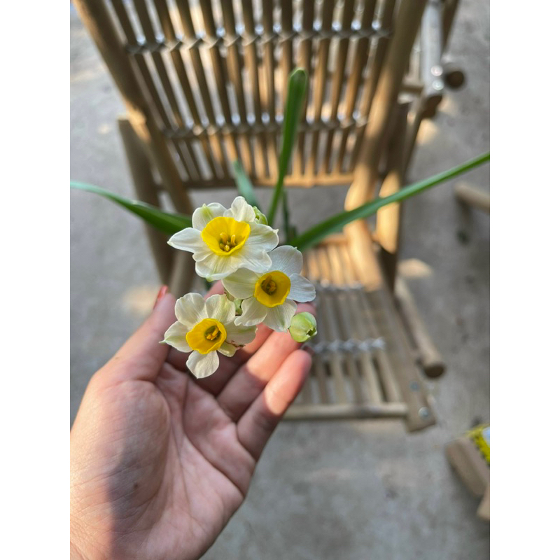 Củ thủy tiên nước