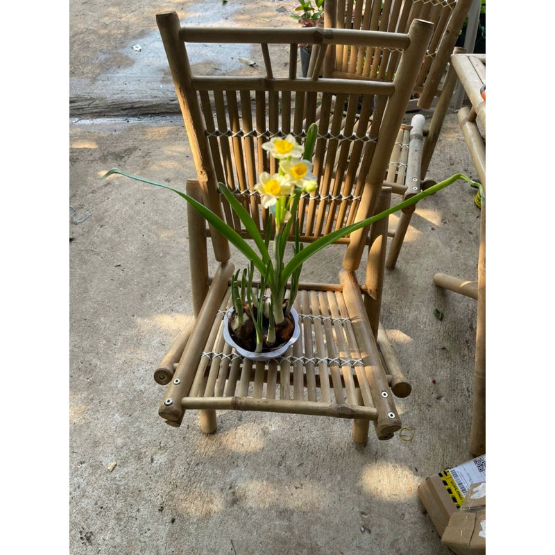 Củ thủy tiên nước