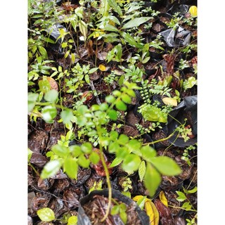 Bầu cây giống cây phèn đen