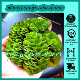 Bèo Tai Chuột - bèo tổ ong - Thủy Sinh - Dễ Thương