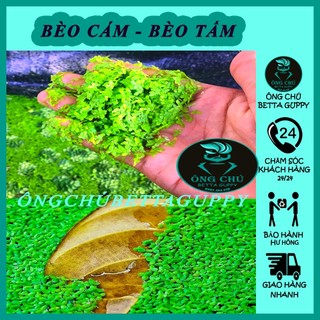 Bèo cám - bèo tấm - giá sỉ tại vườn