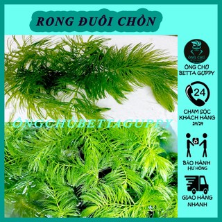 Rong đuôi chồn - cây thủy sinh dễ trồng