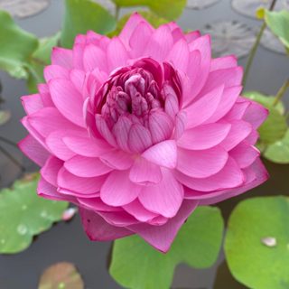 Củ Sen Thái Thơm Giống- 12 loại- Cho Hoa Sau 1 Tháng Trồng Miền nam Trưng Chậu Tết Kiểng hạt giống sen bách diệp