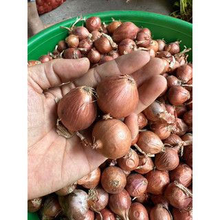 500g Hành khô - Hành khô 1 nhánh, hành cô đơn chọn lọc