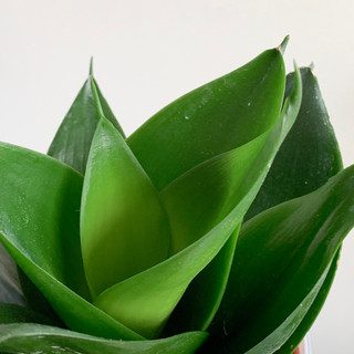Cây lưỡi mèo xanh