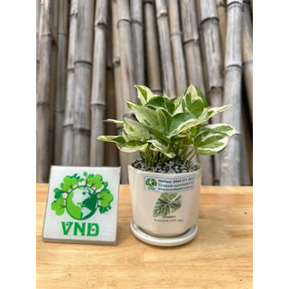 Chậu Sứ Trầu Bà Cẩm Thạch để bàn