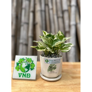 Chậu Sứ Trầu Bà Cẩm Thạch để bàn