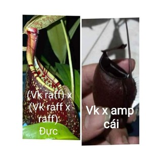 Cây nắp ấm gieo hạt nhỏ
