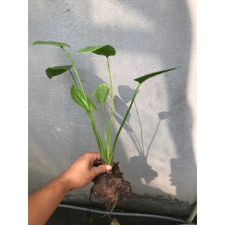 Cây lan nước dùng chơi thủy sinh, trồng bể cá hoặc bán cạn