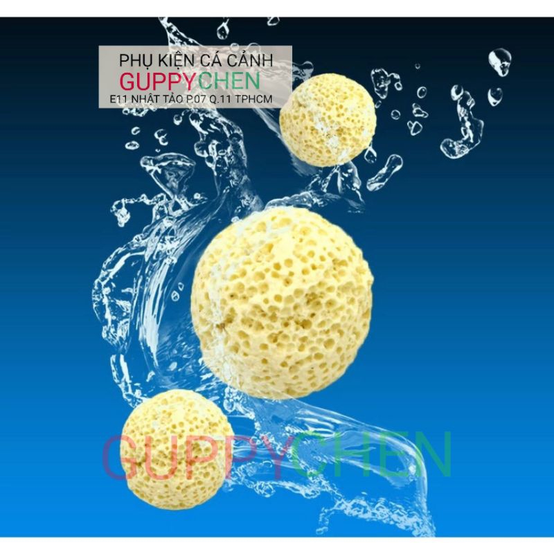 Sứ bi vàng cho hồ cá cảnh