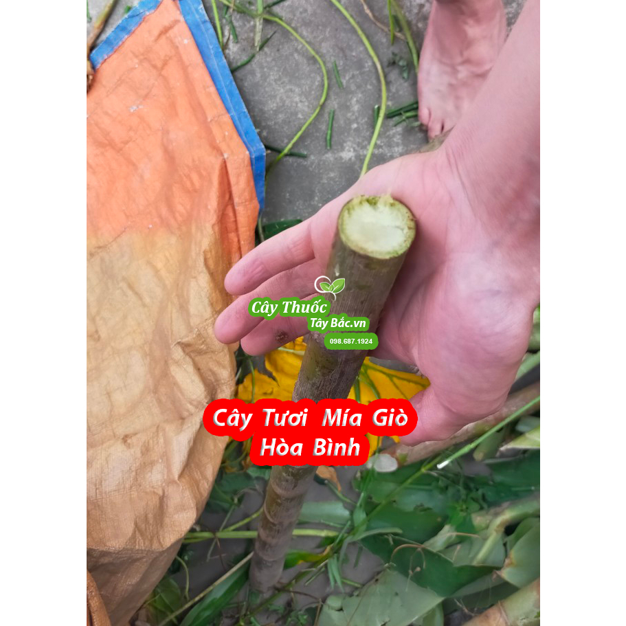 Cây Giống Mía Giò Hòa Bình