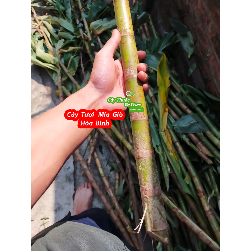 Cây Giống Mía Giò Hòa Bình